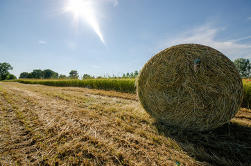 Rotoballa di fieno