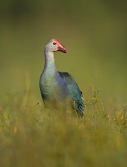 Grey-headed swamphen in morning