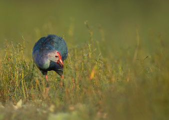 Grey-headed swamphen in morning