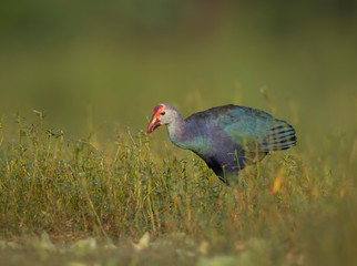 Grey-headed swamphen in morning