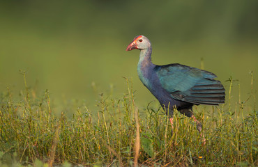 Grey-headed swamphen in morning