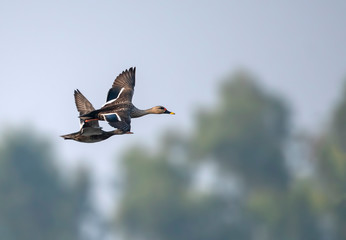Indian Spot billed Duck
