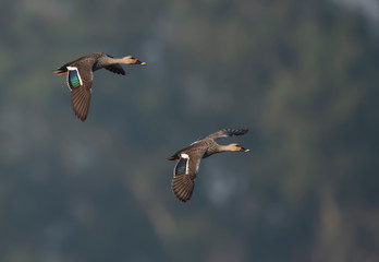 Indian Spot billed Duck