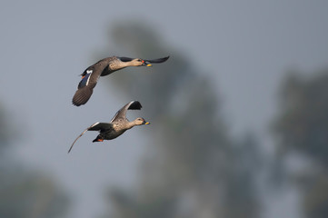 Indian Spot billed Duck flying 