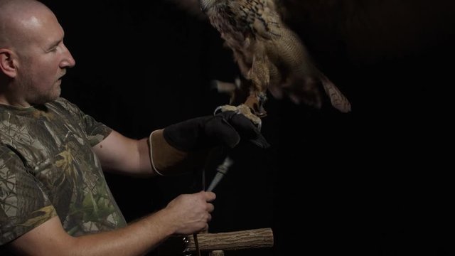Animal trainer is picking up a big grey owl from his stand