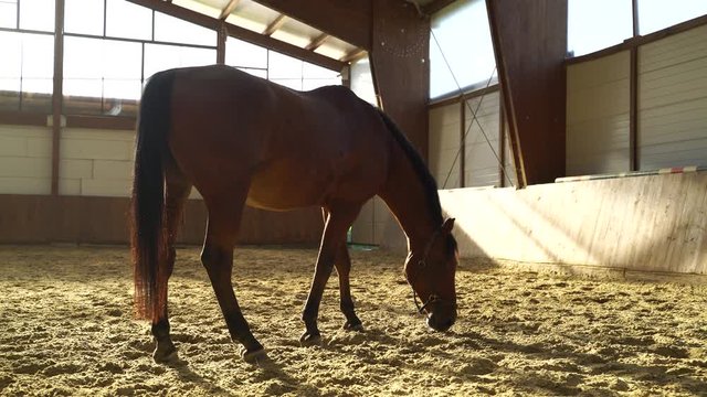 Image of brow horse at indoor farm, Croatia.