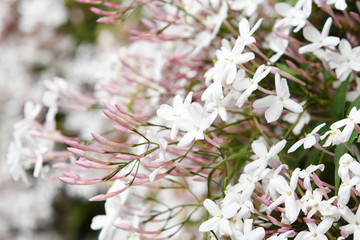 白い小花　ハゴロモジャスミン