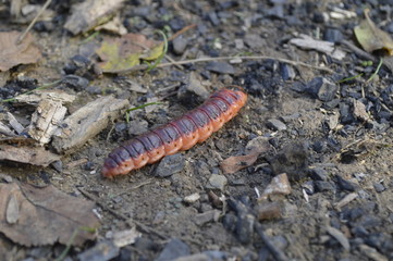 caterpillar on a leaf
