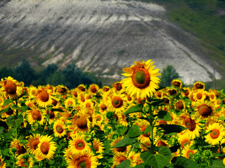 field of sunflowers