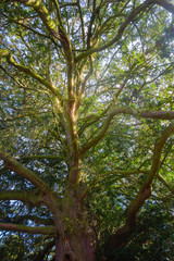 Fototapeta premium Historic, 2000 years old Yew Tree in Vilemovice, Czech Republic, showing the illuminated tree crown with its red bark and berries