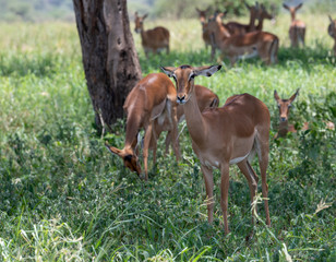 Antelope impala