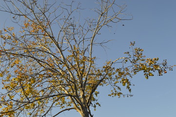 tree and blue sky