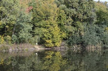 river in the forest