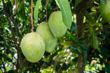 Large mango rows in the mango garden. This is a business garden. Raw mango pickles are a favorite...