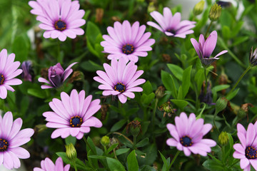 Fototapeta premium 紫色の花