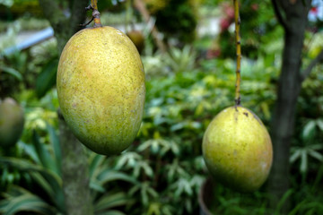 Large mango rows in the mango garden. This is a business garden. Raw mango pickles are a favorite...