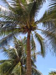 Looking up at a tall palm tree with bumper crop of coconuts at the top