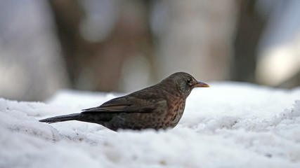 a black bird female perched in snow