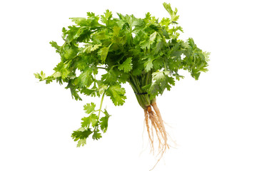Coriander (Coriandrum sativum) close-up, isolated on a white