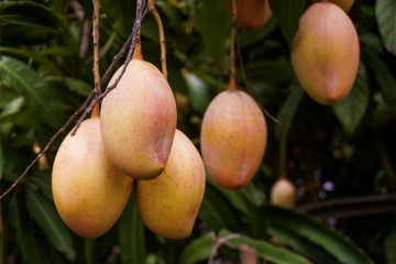 Mango rows in the garden. Red ripe mango enhances the beauty of the garden. Ripe mango is a favorite of everyone.