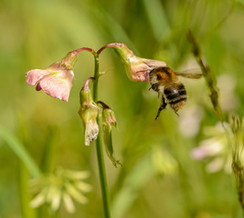 bumble bee hovering in front of pink flower