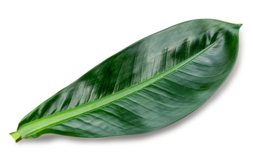 Tropical large and long green leaf isolated on white background with clipping path.