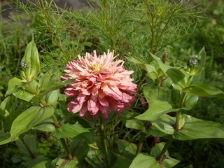 Цветок цинния розовая