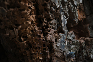 木皮 表面