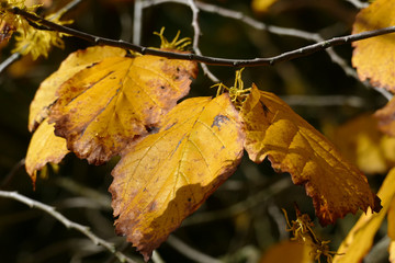 Herbstlaub an einem Ast