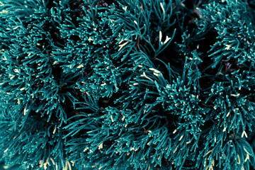 Beautiful natural coniferous background, background for Christmas, toned