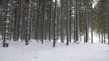 Naklejka premium fresh snowed in spruce forest