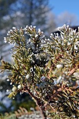 juniper in winter as decoration
