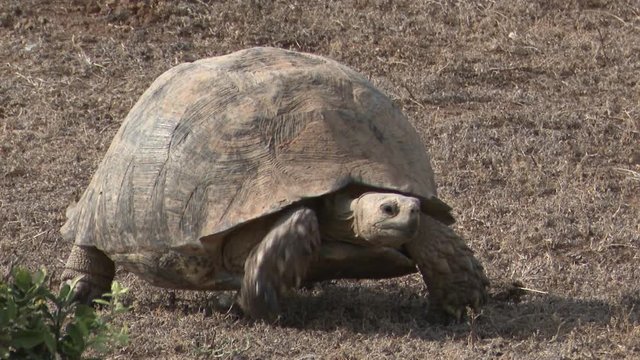Leopard tortoise (Stigmochelys pardalis) walking and eating in grassland on African plain.