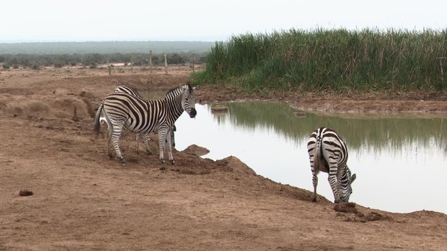 Plains Zebra (Equus quagga burchellii ) family bending over to drink at a waterhole, Addo N.P.