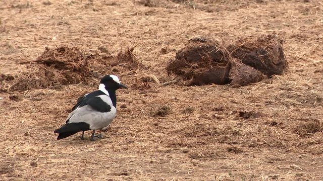 Blacksmith lapwing (Vanellus armatus)  protects it's chick by sheltering under body, South Africa.