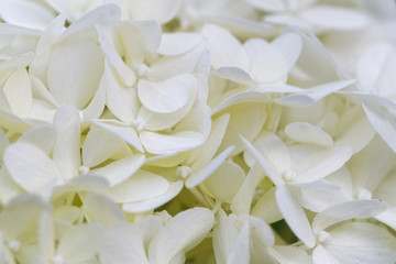 Fototapeta premium Blüte der Hortensie
