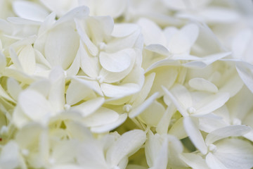 Fototapeta na wymiar Blüte der Hortensie
