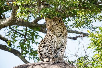 A large leopard sitting upright on a boulder. It is very attentive as it probably picked up the scent of it's prey.