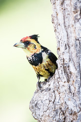 A colourful Crested Barbet sitting on a tree looking out.