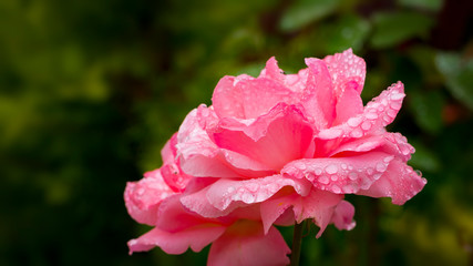 Raindrops on a pink rose 