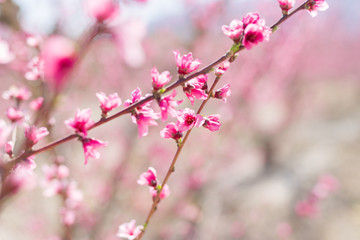 Beautiful pink peach flowers petals and trees blooming on a spring sunny day