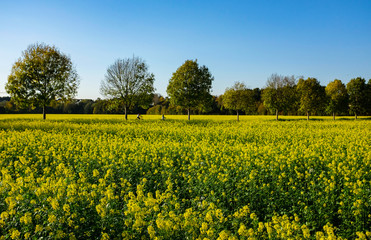 Obraz premium Raps Feld Öl Futtermittel Bio Krafstoff Bäume Gelb Radfahrer Sonne Schwerte Ruhrtal Radweg Ufer Landwirtschaft Felbau Acker Ölsaat Blüten Nektar Deutschland