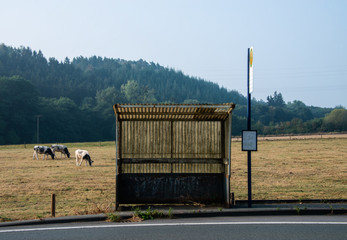 Bushaltestelle Wartehäuschen ÖPNV Verkehr Anbindung Kühe einsam verloren verlassen Lost Place...