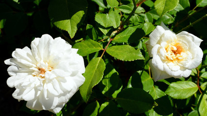 A white flower - White Cecile Brunner - France, 1881.