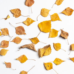 Naklejka premium Dry leaves