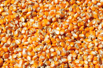 Yellow corns as background. texture,  pattern