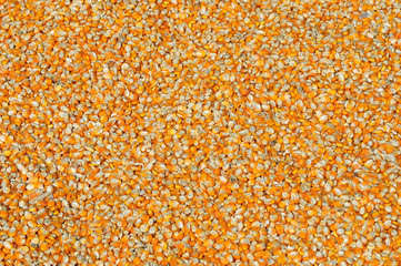 Yellow corns as background. texture,  pattern