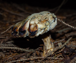 Mushroom on the forest floor of a coniferous forest