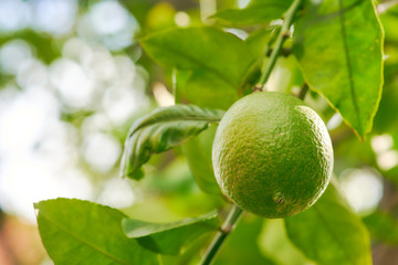 オーガニックなグリーンレモン（右位置）