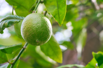 オーガニックなグリーンレモン（左位置）